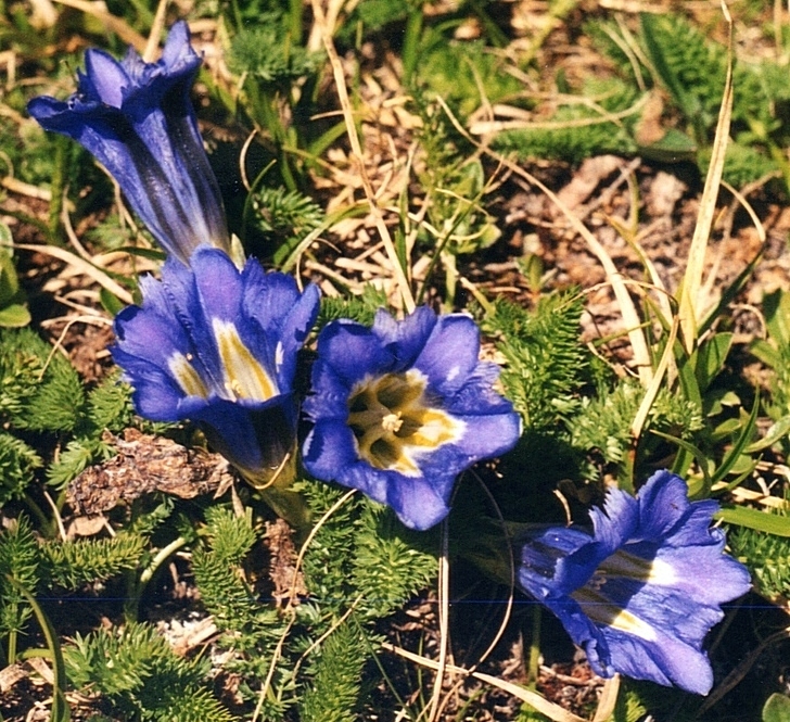 Image of Gentiana grandiflora specimen.