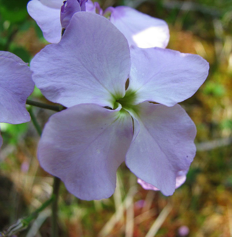 Изображение особи Parrya nudicaulis.