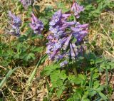 Corydalis solida