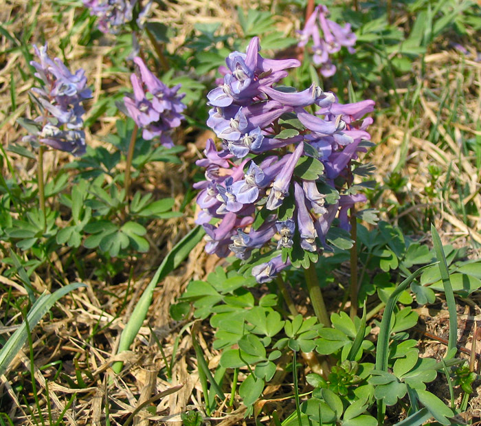 Image of Corydalis solida specimen.