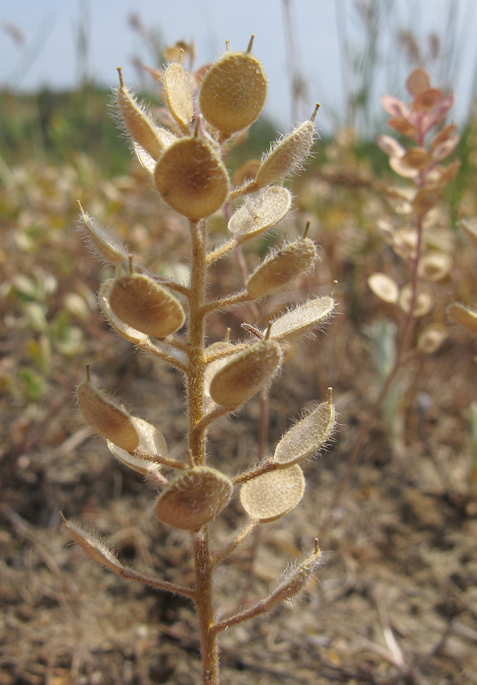 Image of Alyssum hirsutum specimen.