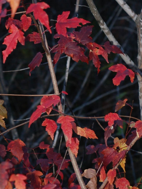 Image of Acer ginnala specimen.