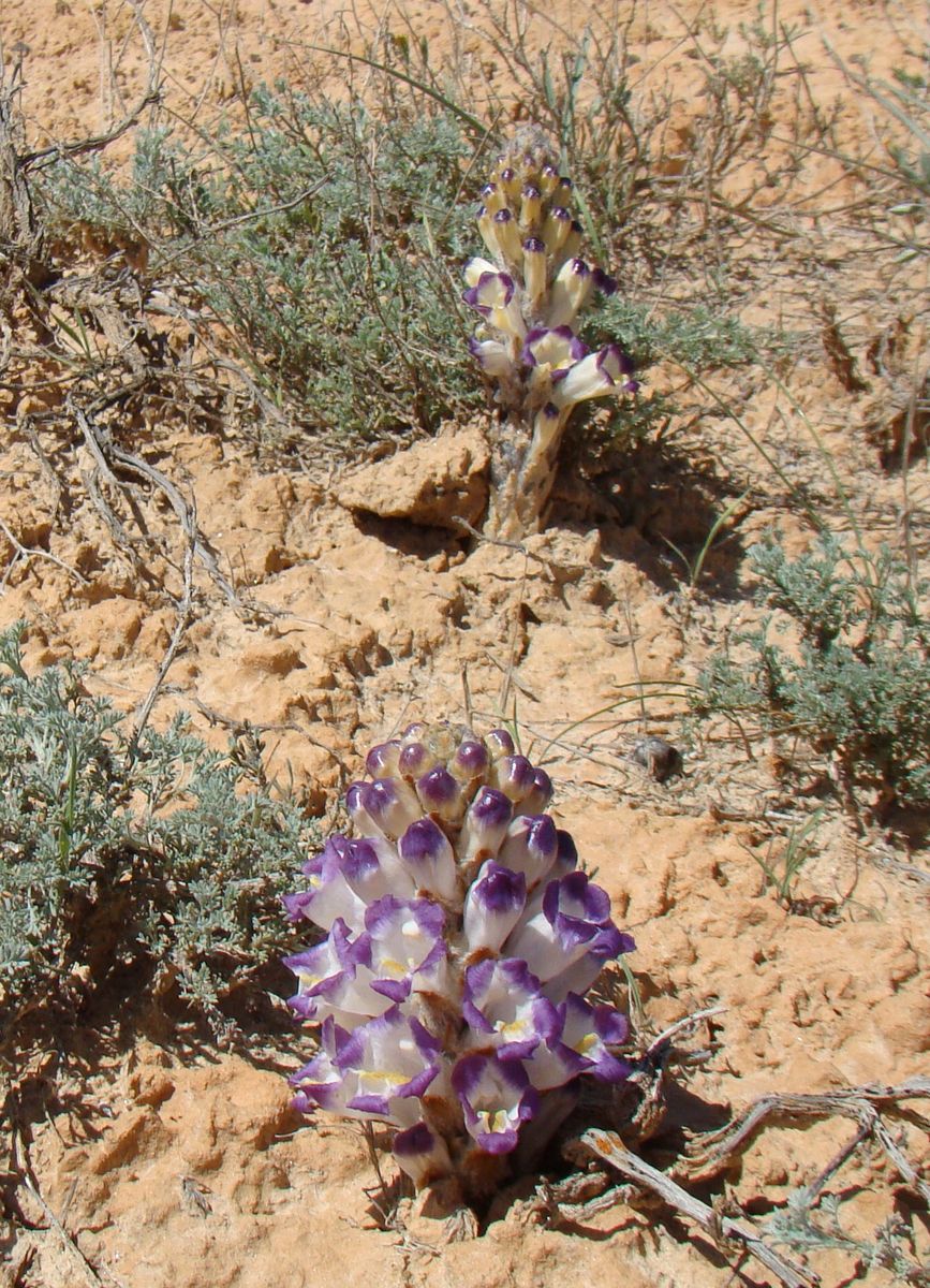 Image of Cistanche salsa specimen.