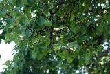 Alnus cordata. Верхушка ветви с незрелыми соплодиями. Италия, Римини. 25.06.2010.