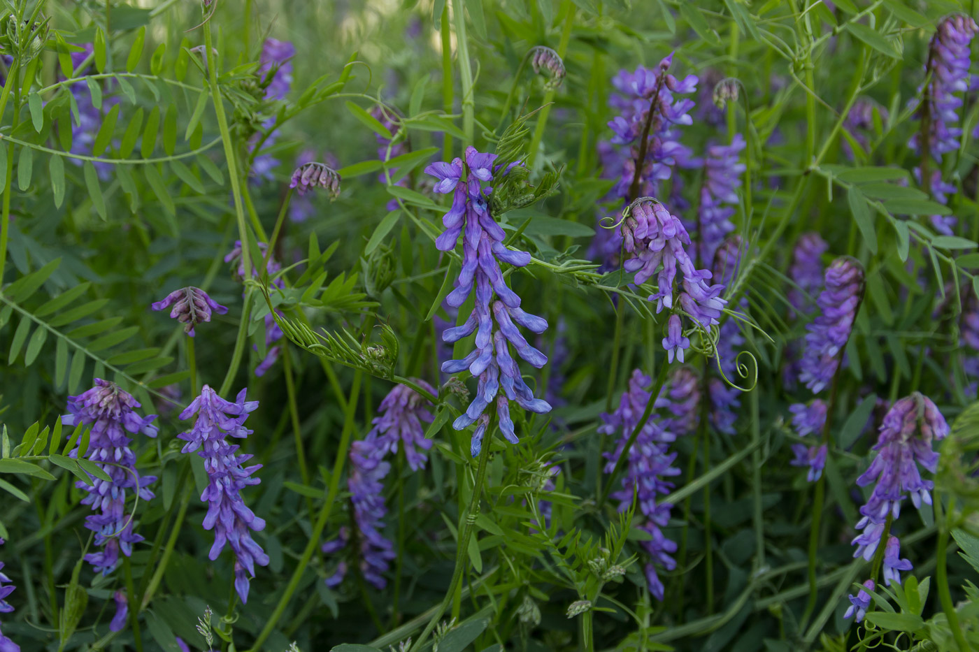 Image of Vicia cracca specimen.