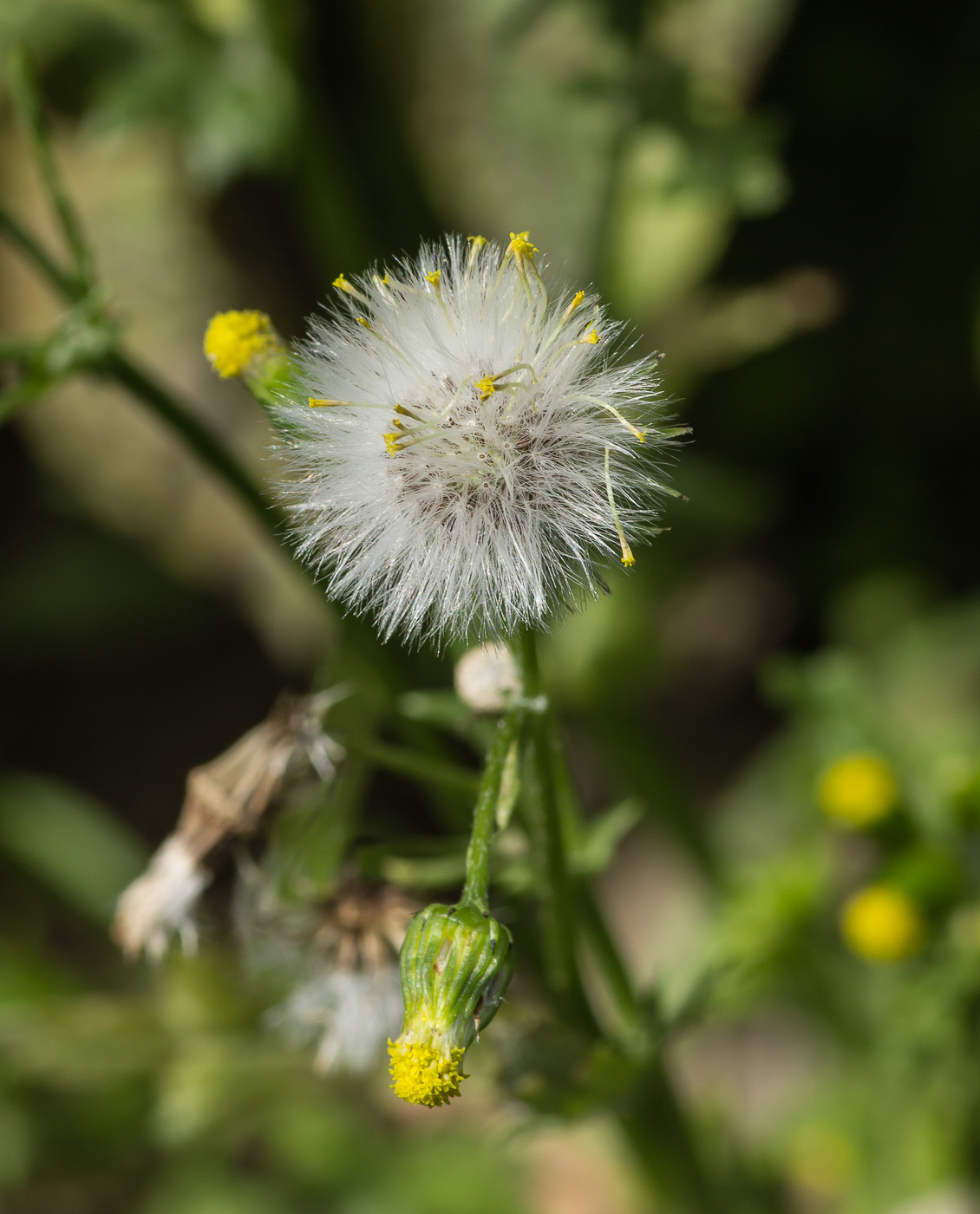 Изображение особи Senecio vulgaris.