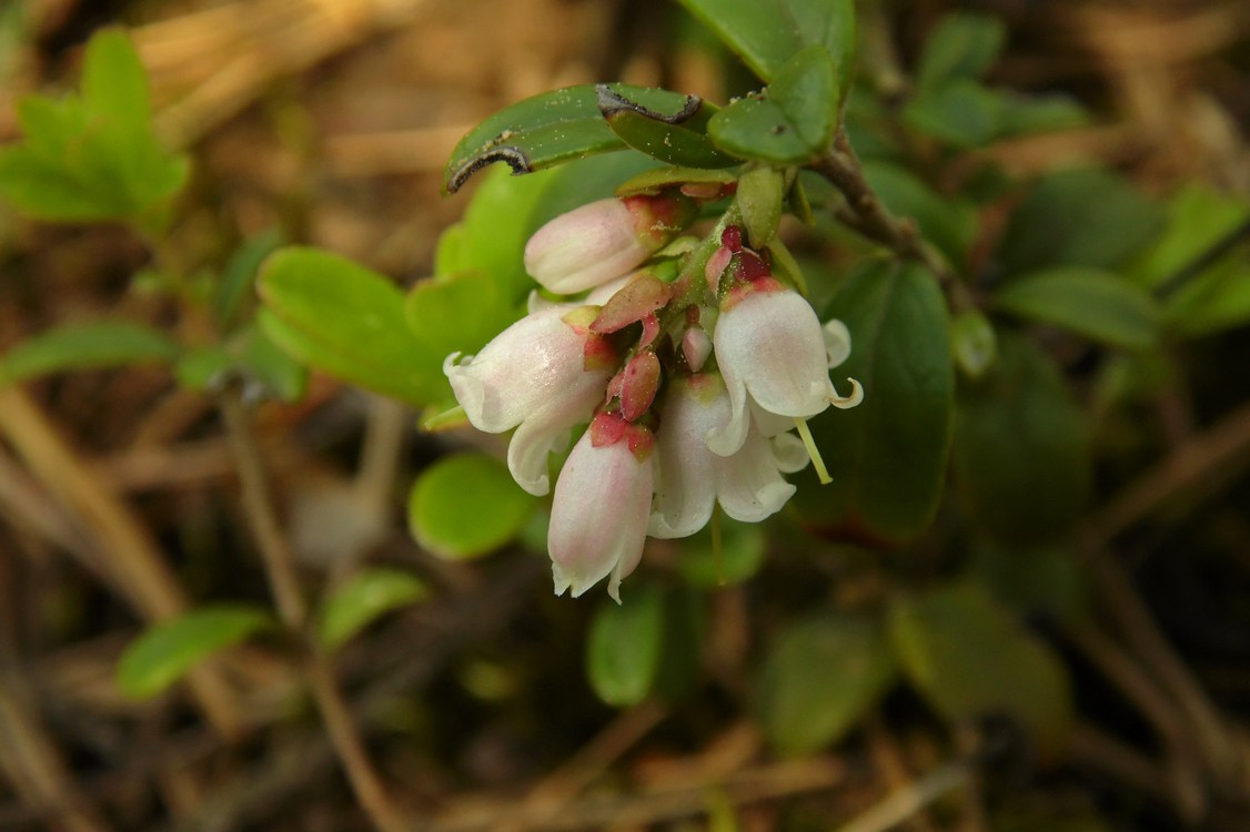 Image of Vaccinium vitis-idaea specimen.