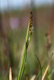 Carex panicea