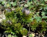 Adonis vernalis