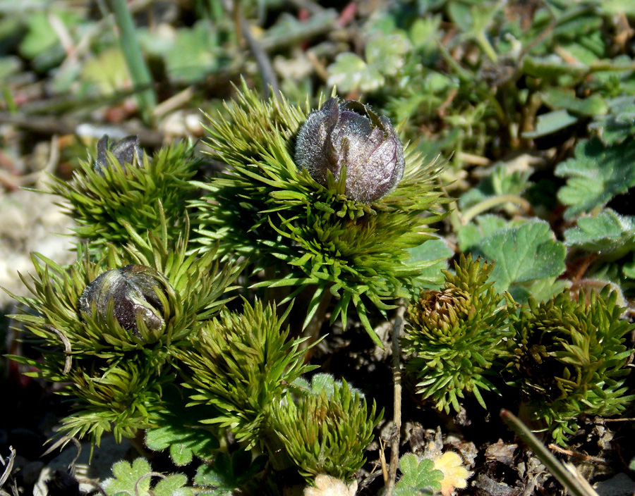 Изображение особи Adonis vernalis.