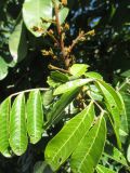 Dimocarpus longan