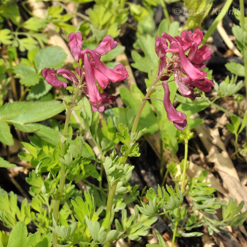 Изображение особи Corydalis buschii.