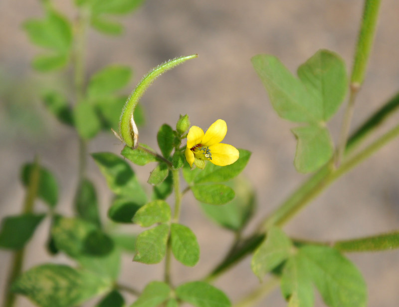 Image of Cleome viscosa specimen.