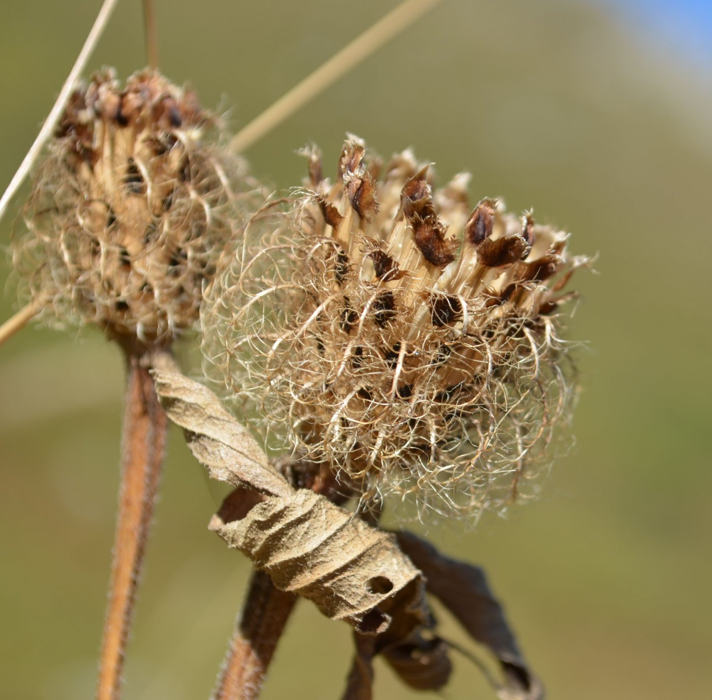 Image of Centaurea abnormis specimen.