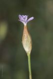 Image of taxon representative. Author is Максим Гуляев