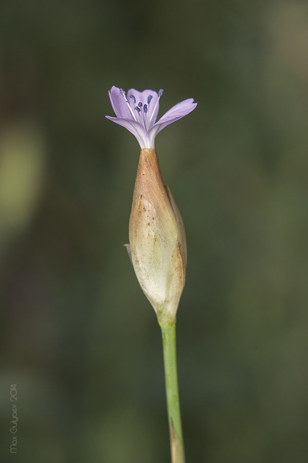 Изображение особи Petrorhagia prolifera.