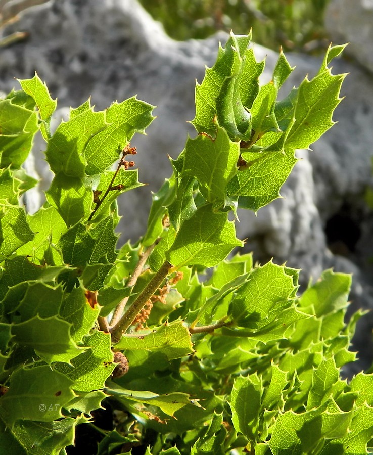 Изображение особи Quercus coccifera.