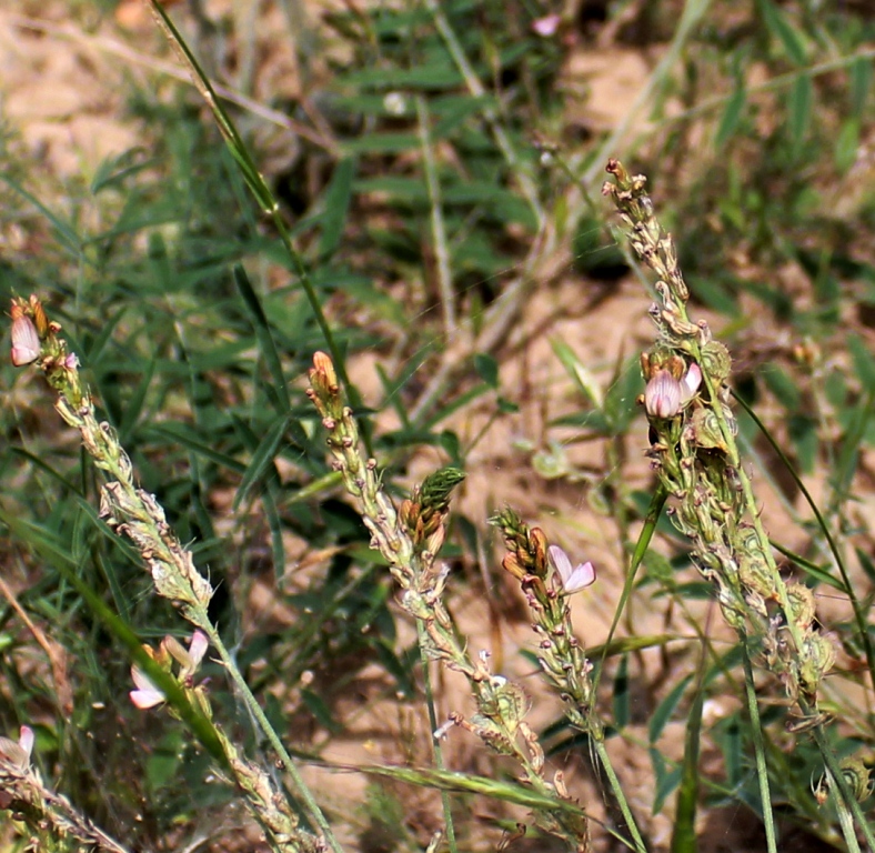 Изображение особи Onobrychis verae.