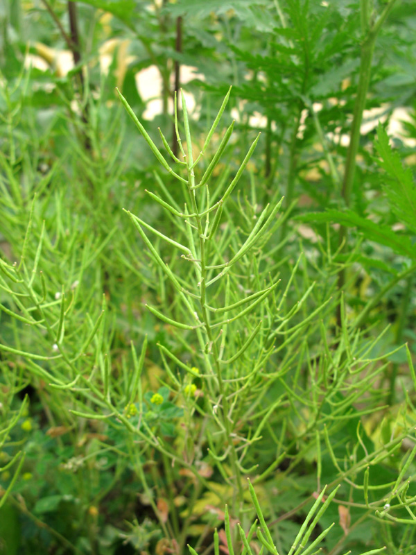 Изображение особи Barbarea vulgaris.