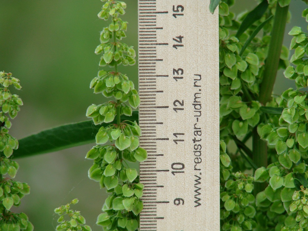 Image of Rumex patientia specimen.