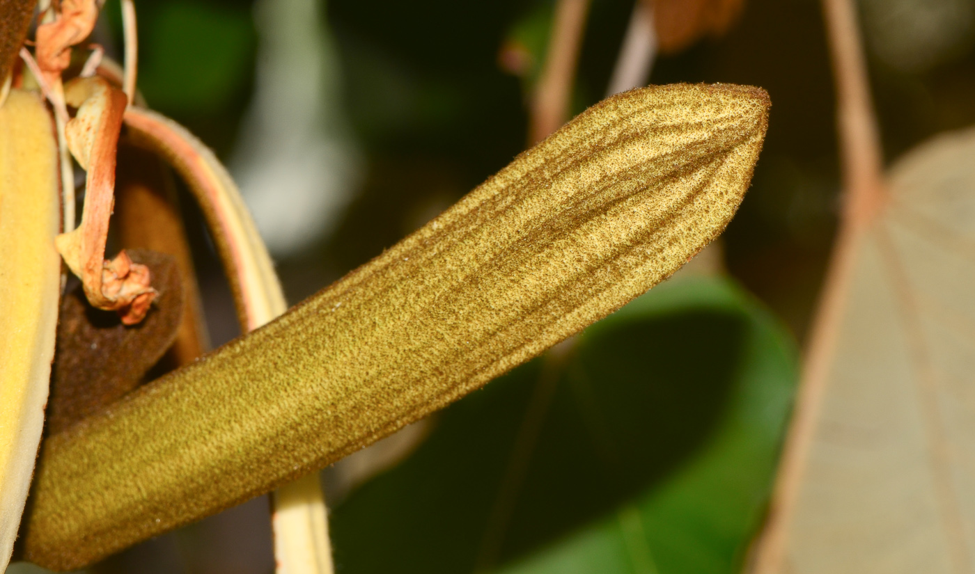 Image of Pterospermum acerifolium specimen.