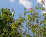 Bauhinia variegata