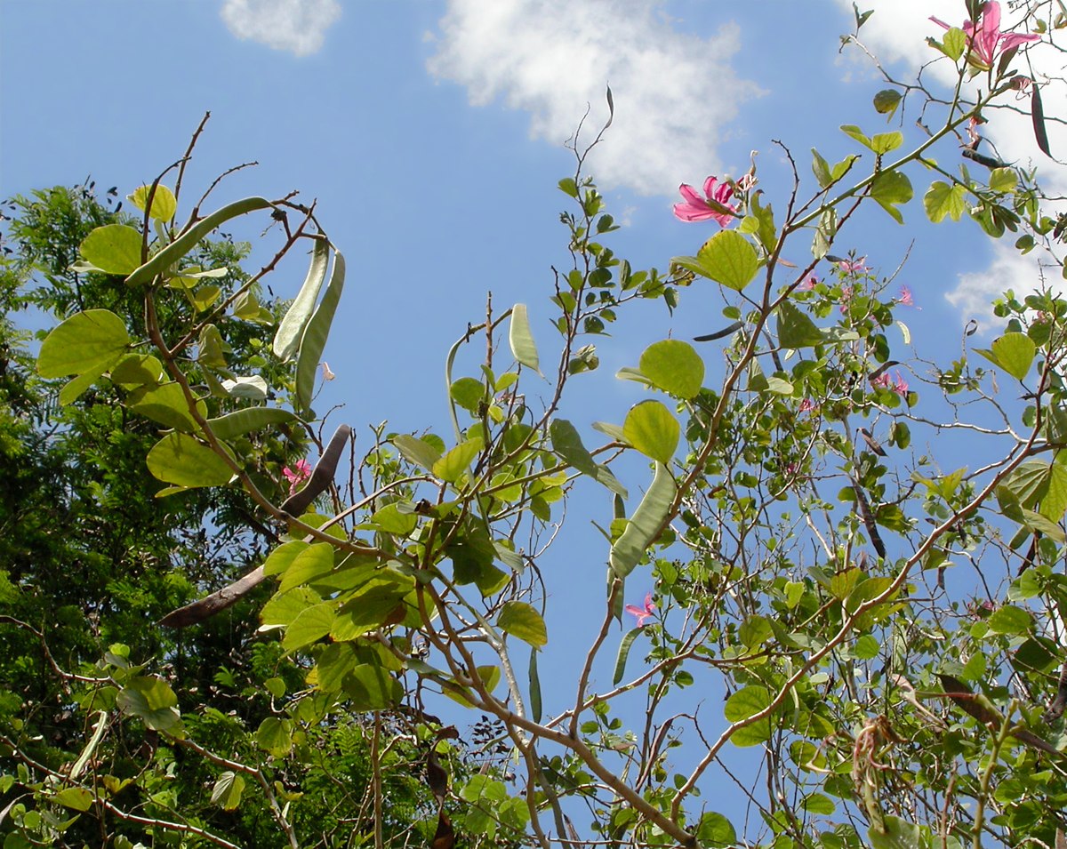 Image of Bauhinia variegata specimen.