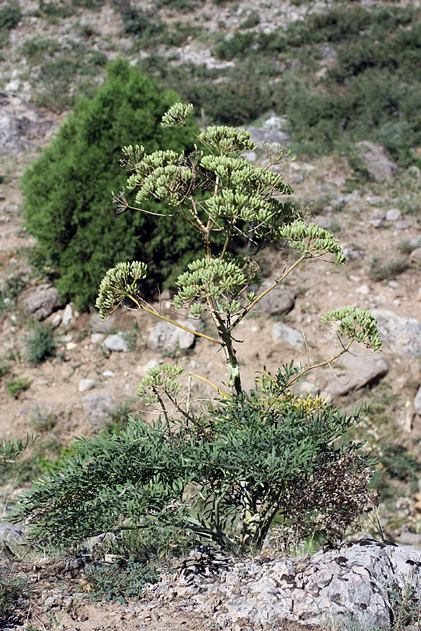 Изображение особи Ferula penninervis.