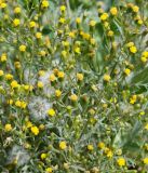 Senecio dubitabilis. Верхушка цветущего и плодоносящего растения. Кыргызстан, Нарынская обл., левый берег р. Нарын, Нарын, газон. 08.07.2015.
