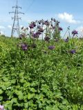 Aquilegia vulgaris