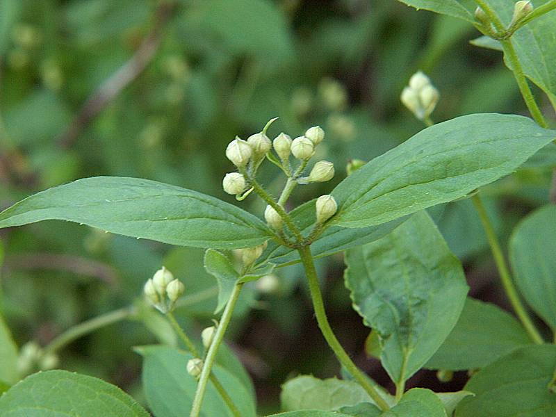 Image of Philadelphus coronarius specimen.