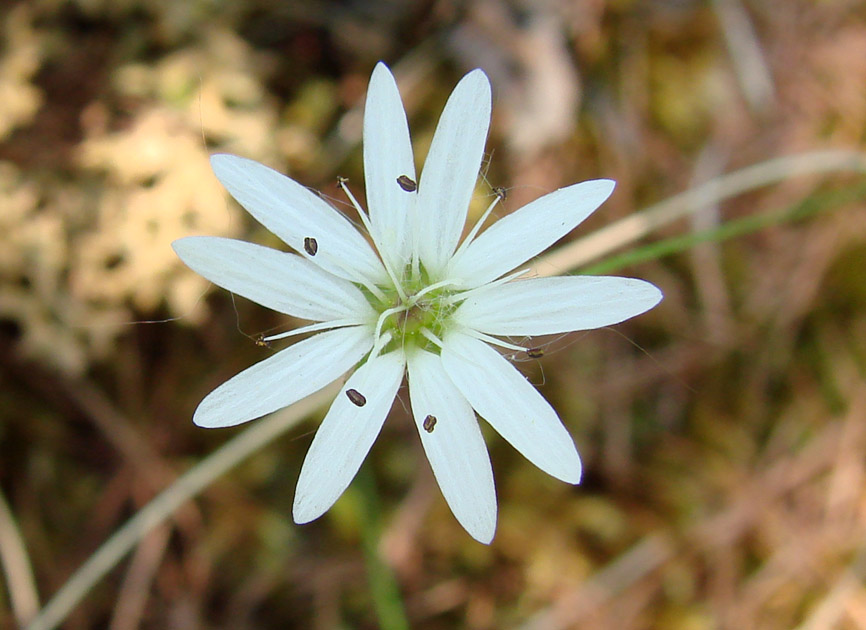 Image of genus Stellaria specimen.