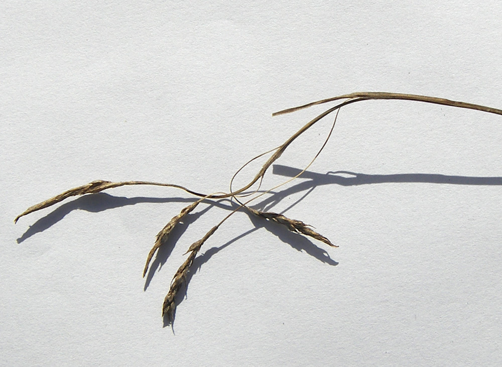 Изображение особи Carex capillaris.