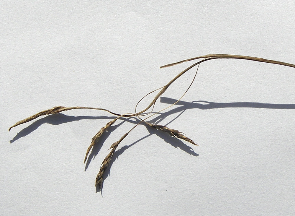 Image of Carex capillaris specimen.