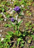 Campanula glomerata. Цветущее растение. Бурятия, Окинский р-н, перевал Чойган-Дабан, ≈ 1900 м н.у.м., тропа на берегу ручья. 09.07.2015.