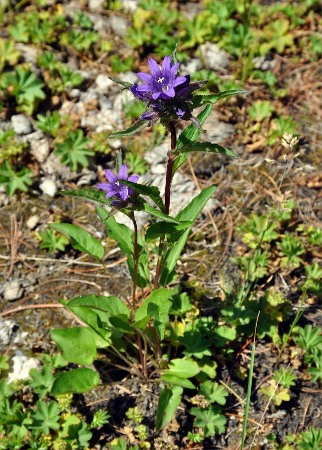 Изображение особи Campanula glomerata.