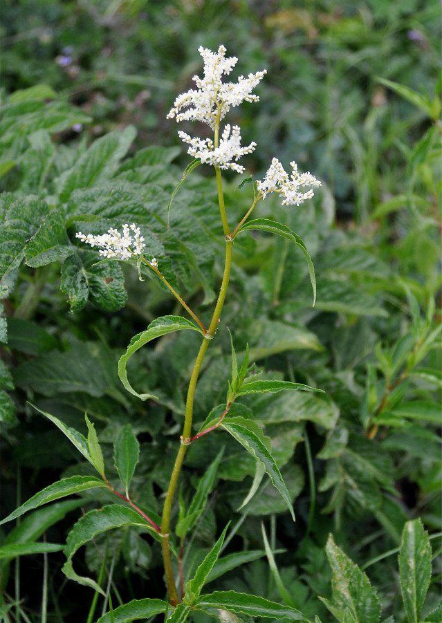 Image of Aconogonon alpinum specimen.