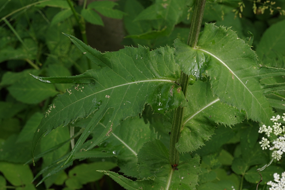 Image of Cirsium heterophyllum specimen.