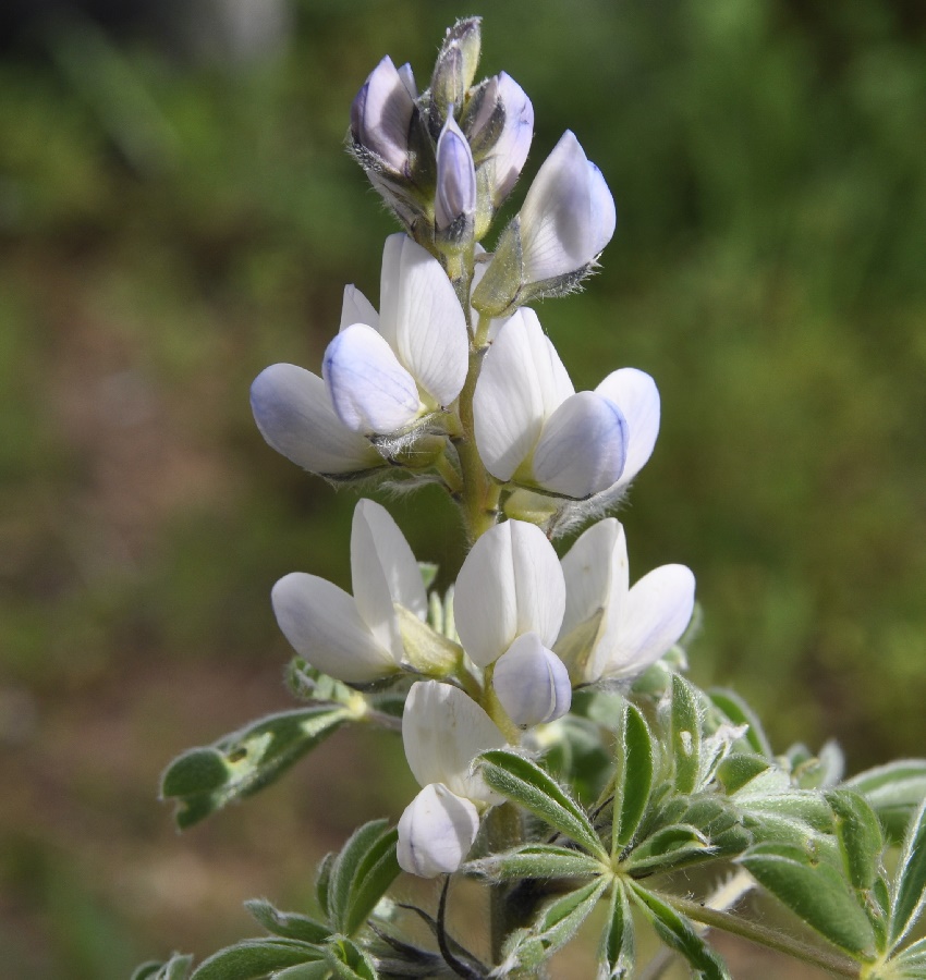 Image of Lupinus albus specimen.