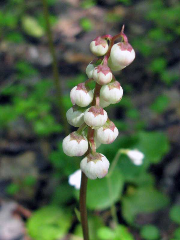 Изображение особи Pyrola minor.