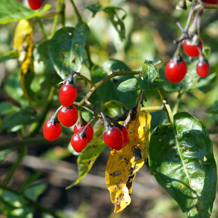 Изображение особи Solanum dulcamara.