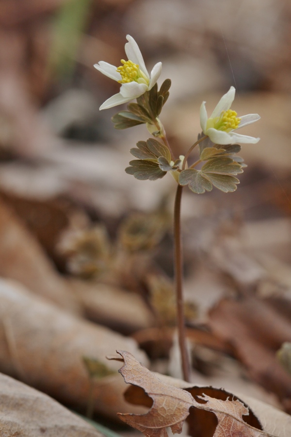 Изображение особи Semiaquilegia manshurica.