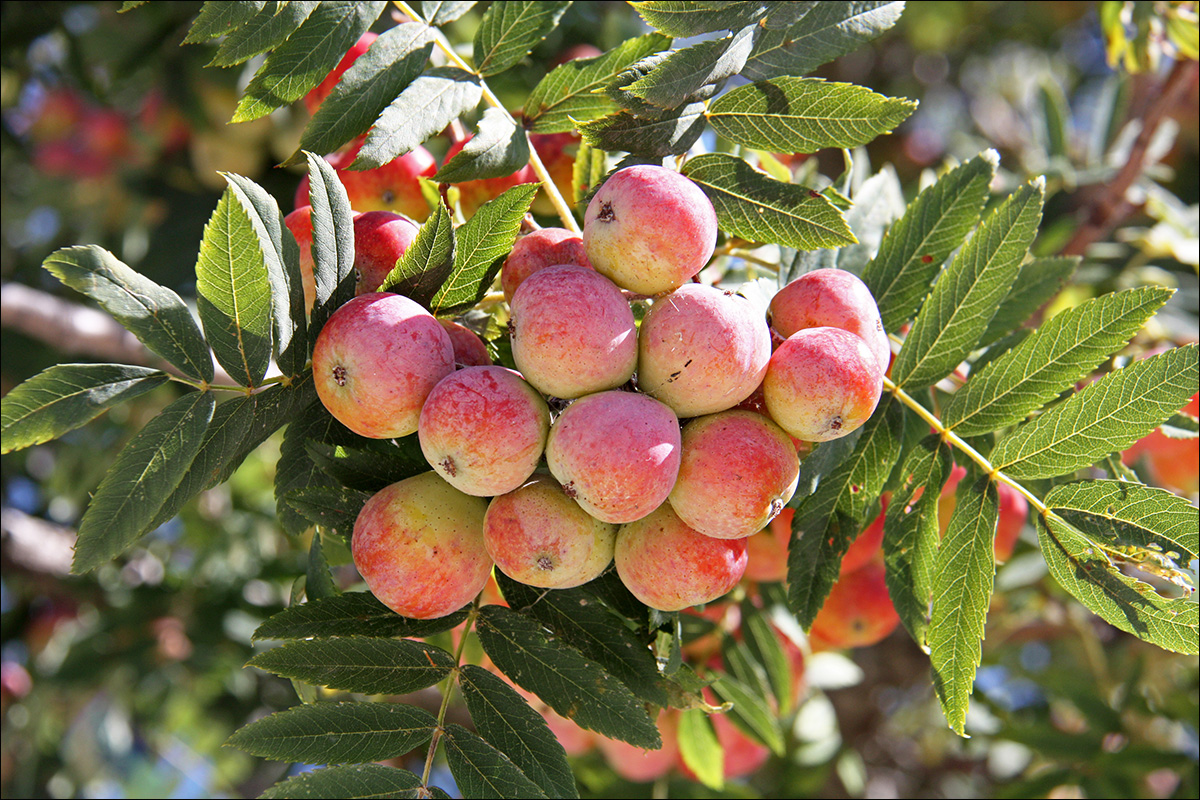 Image of Sorbus domestica specimen.