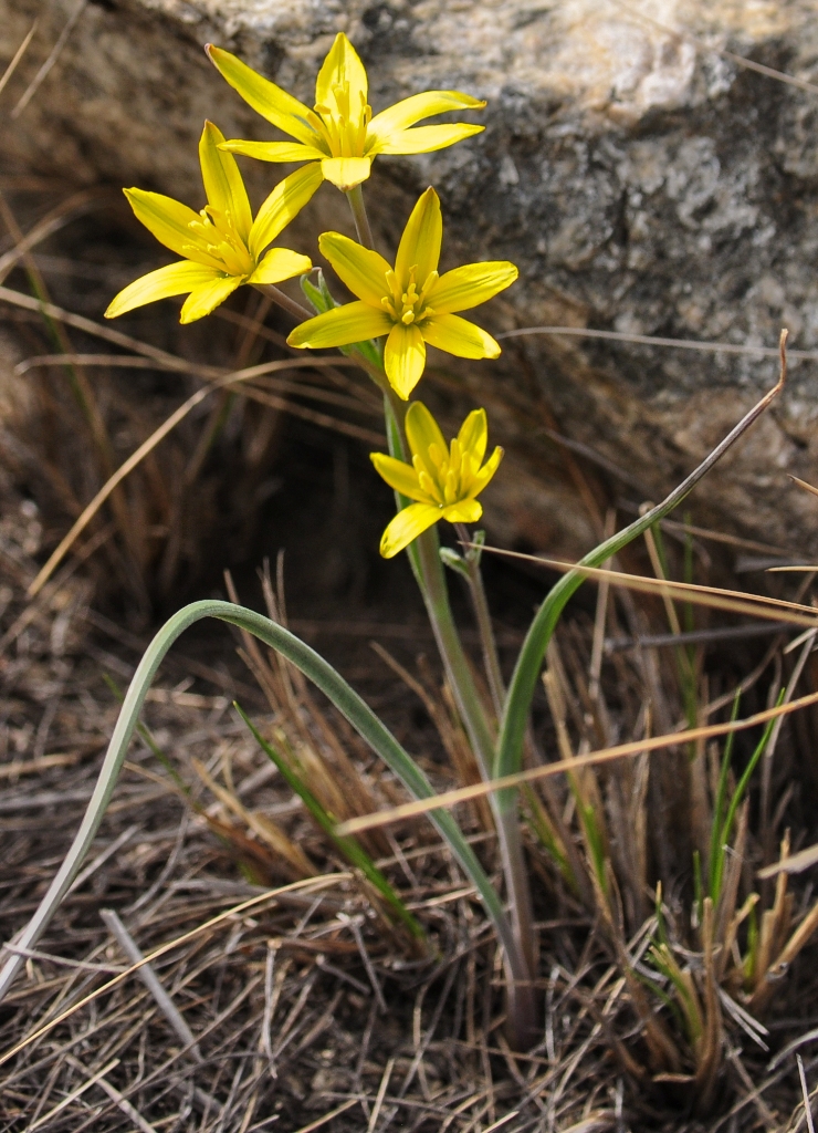 Image of Gagea pauciflora specimen.