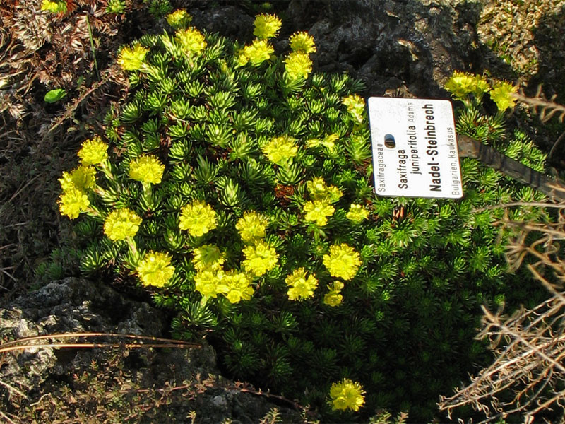 Изображение особи Saxifraga juniperifolia.