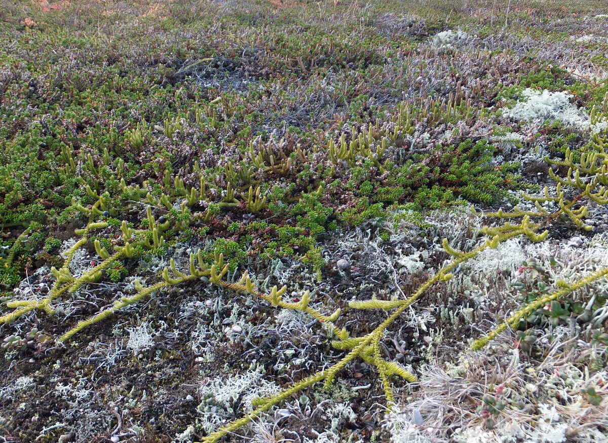 Изображение особи Lycopodium lagopus.