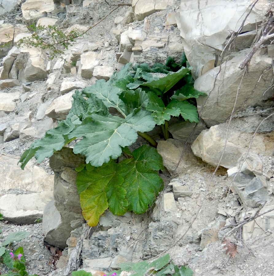 Image of Heracleum stevenii specimen.
