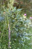 Dracunculus vulgaris