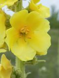 Verbascum phlomoides