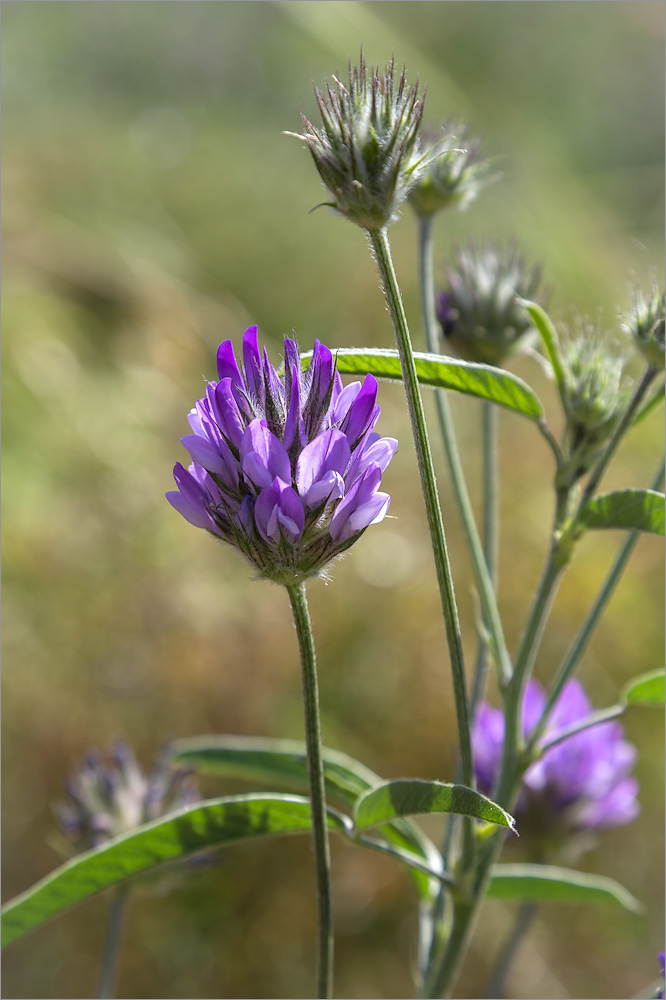 Изображение особи Psoralea bituminosa.